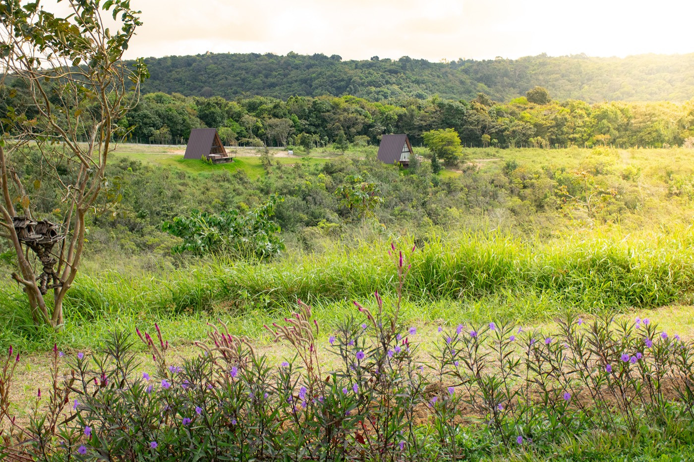 Chalés e campos de flores