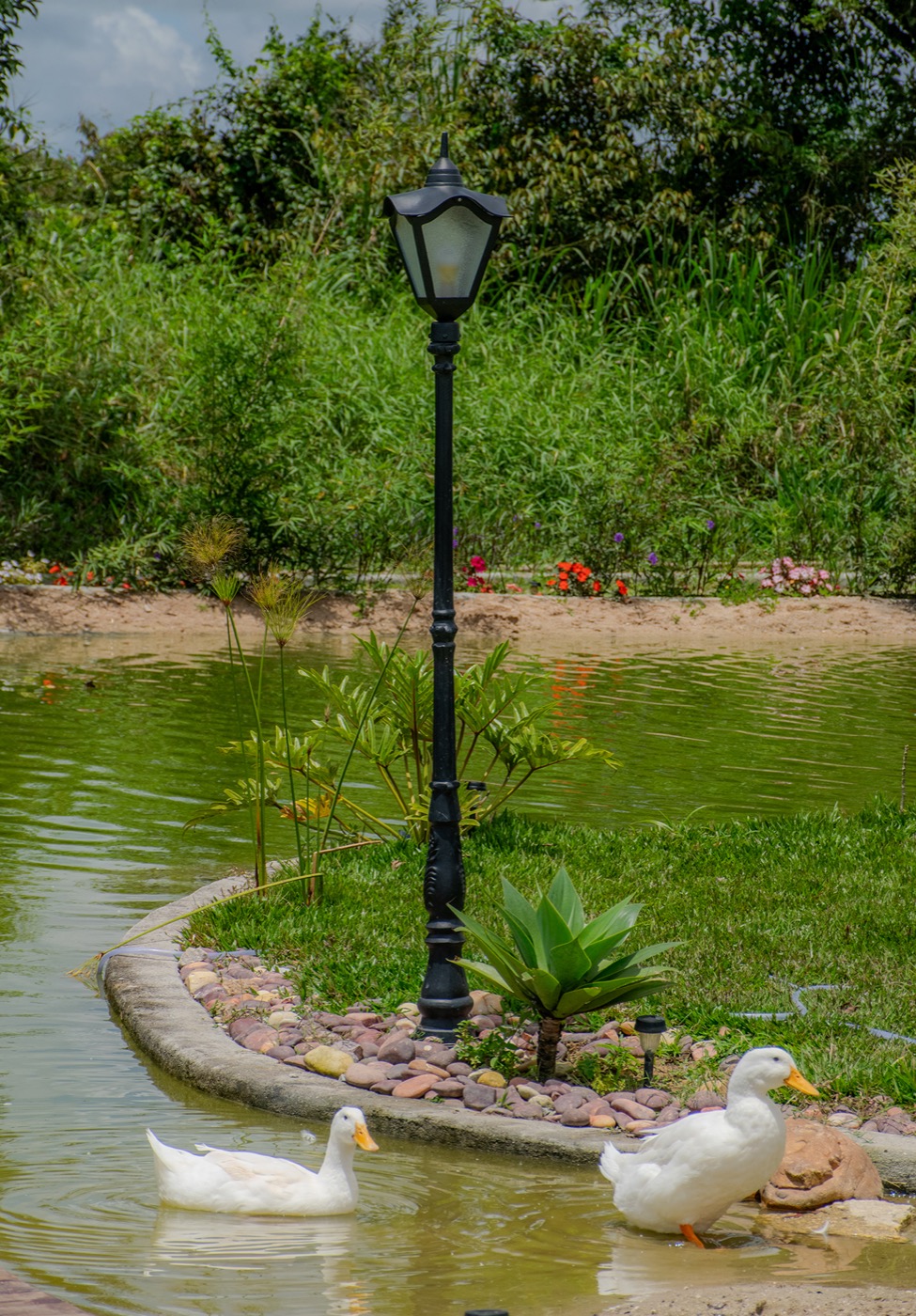 Patos no lago na hora dourada
