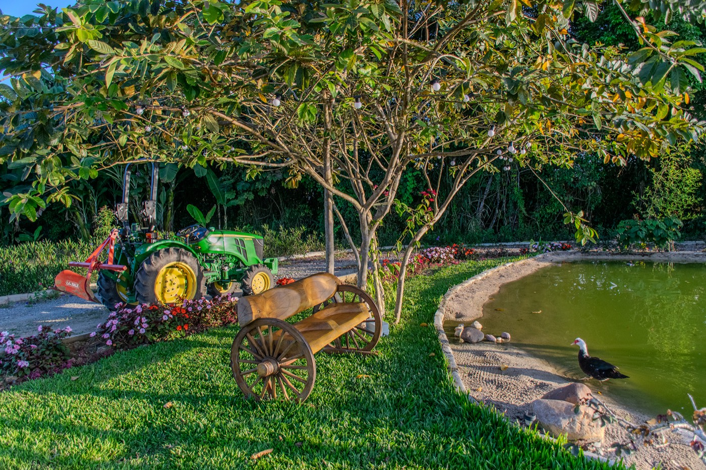 Trator, carroça e patos no jardim