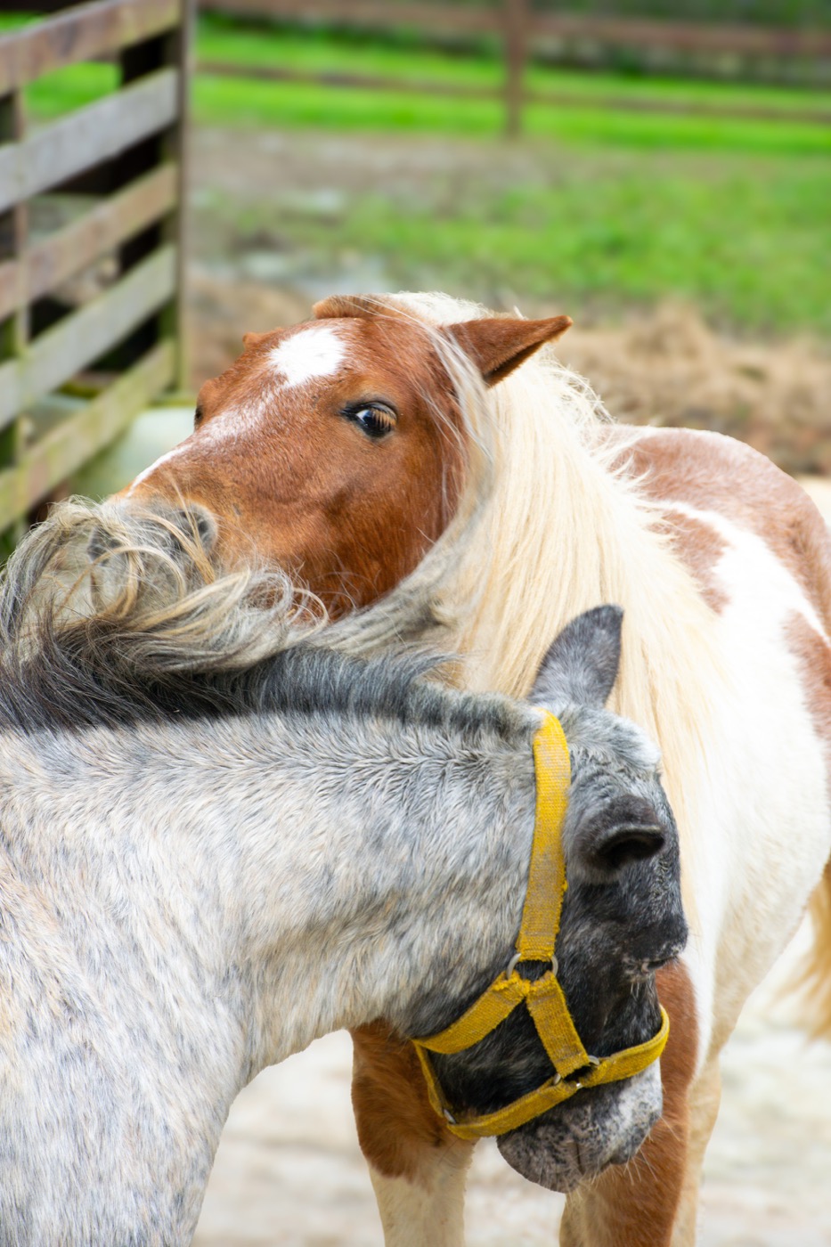 Pôneis se abraçando