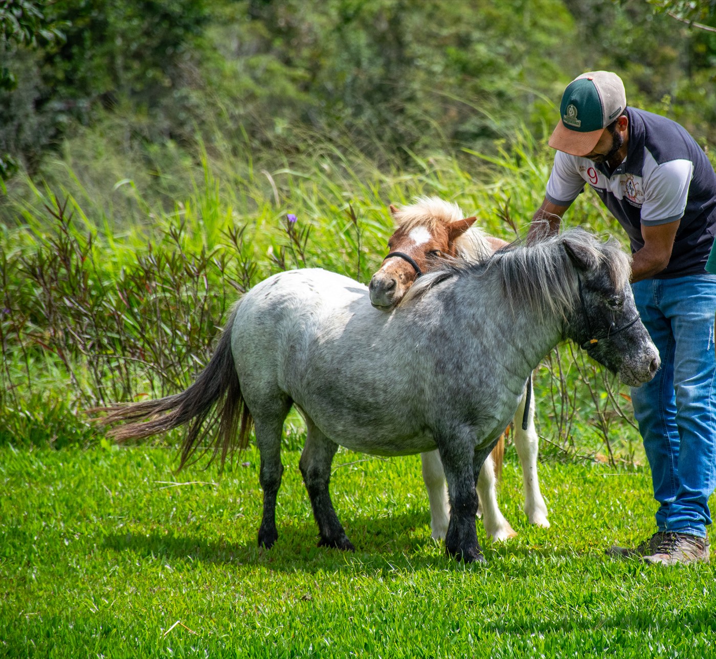 Tratador com pôneis