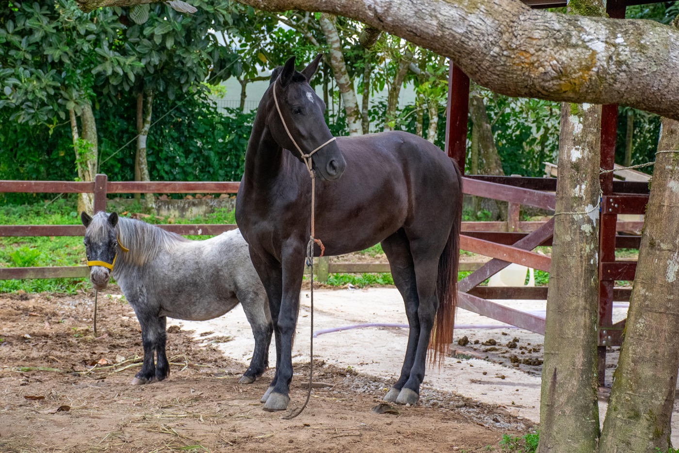Cavalo e pônei sob a árvore