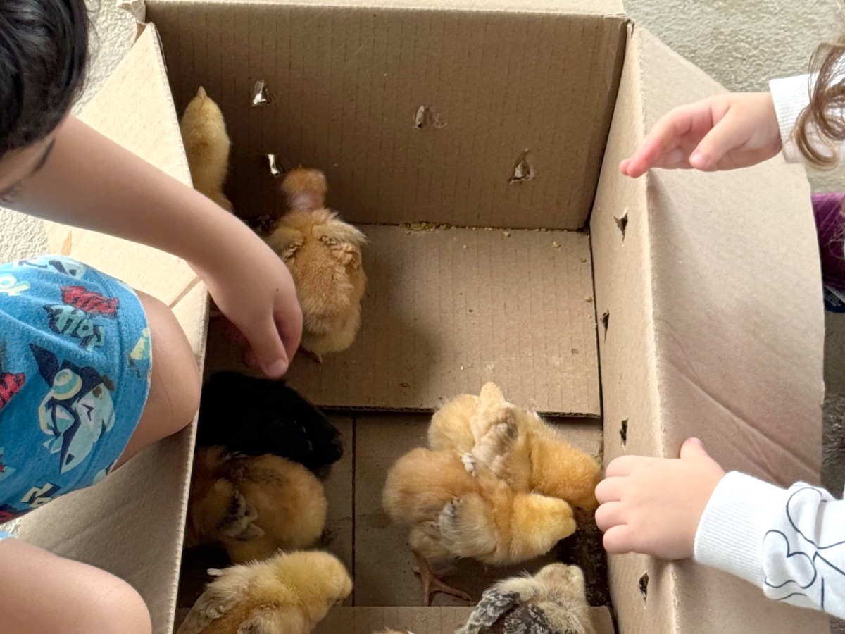 Crianças brincando com pintinhos