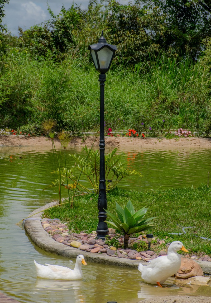 Patos no lago na hora dourada
