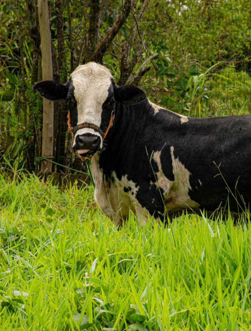 Vaca na grama alta